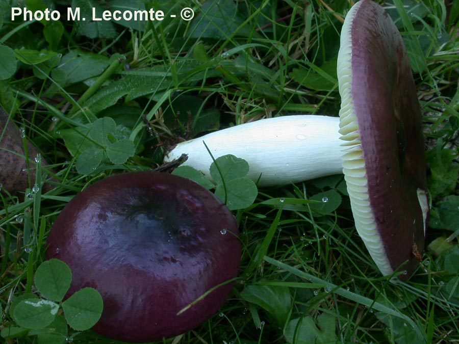 Russula amara