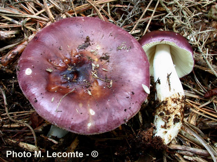 Russula amara