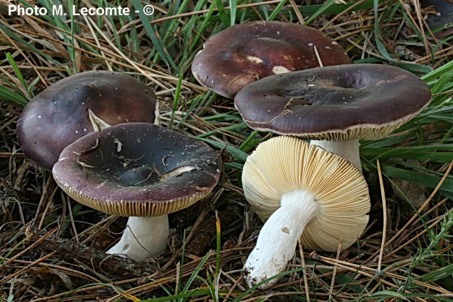 Russula amara