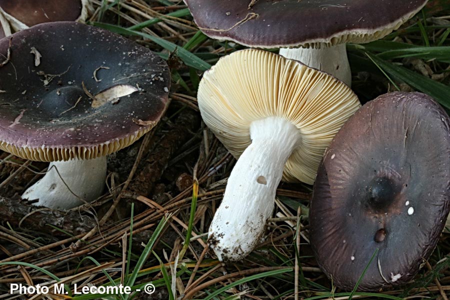 Russula amara