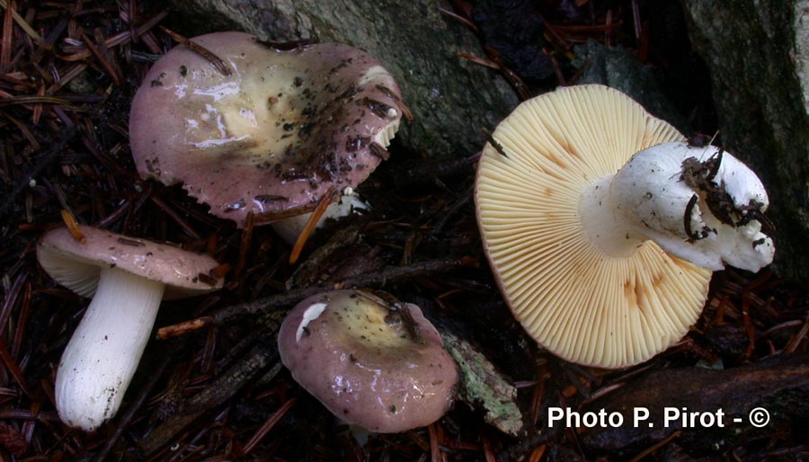 Russula amethystina