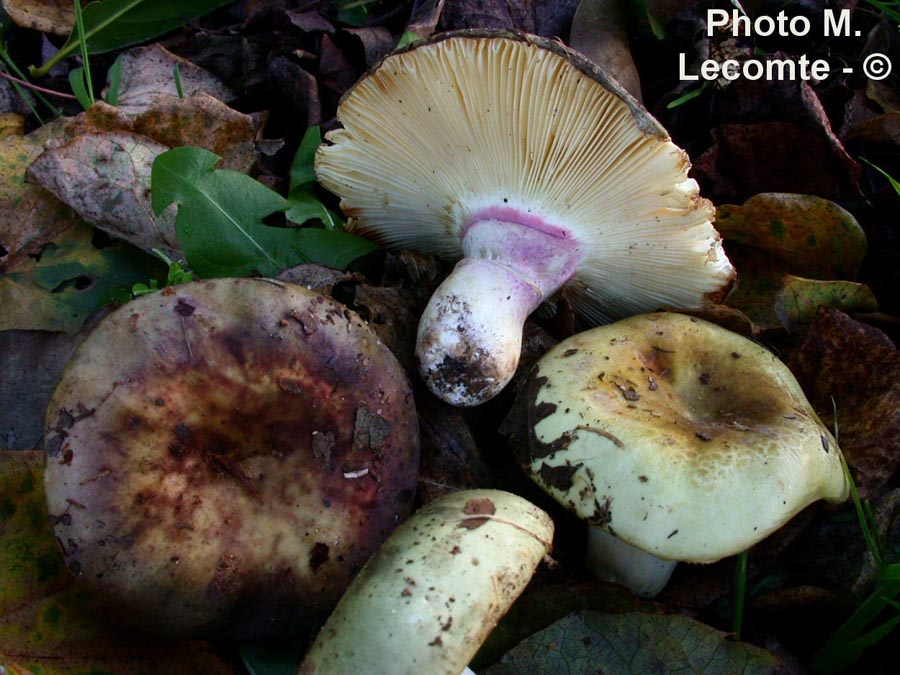 Russula amoenicolor