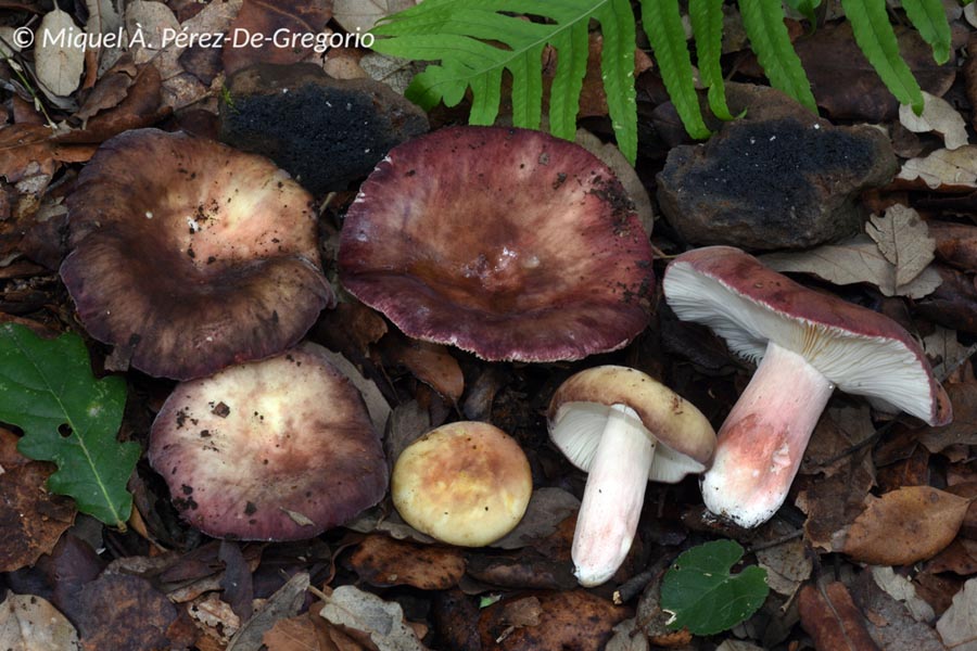 Russula amoenicolor