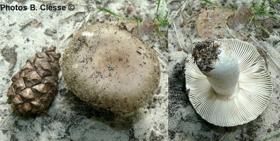 Russula amoenolens