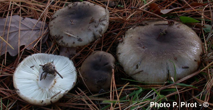 Russula amoenolens