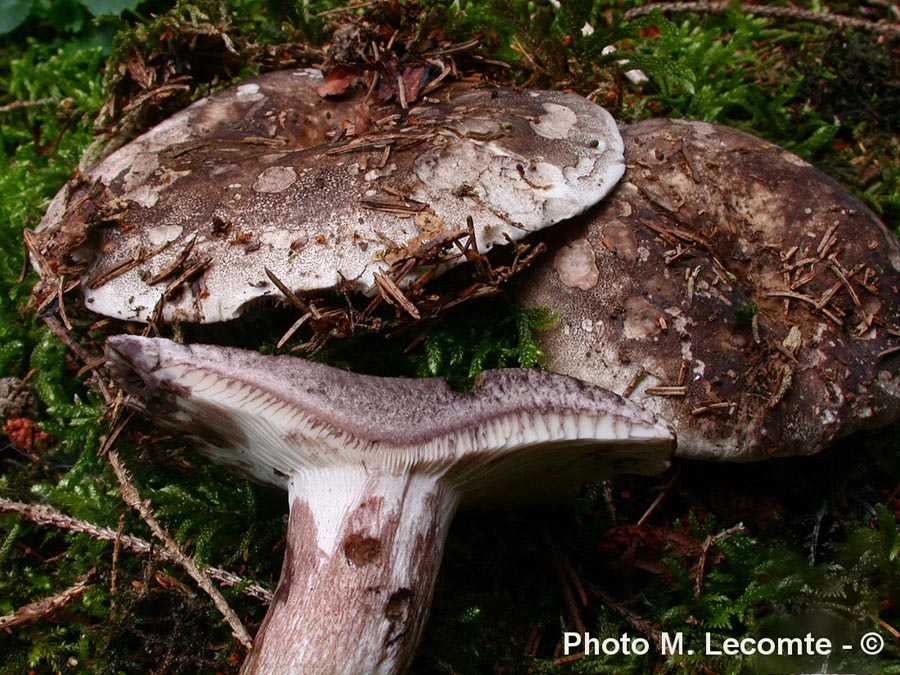 Russula anthracina