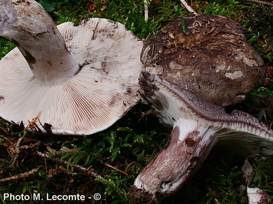 Russula anthracina