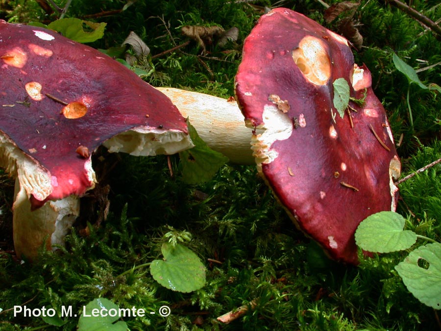 Russula artesiana