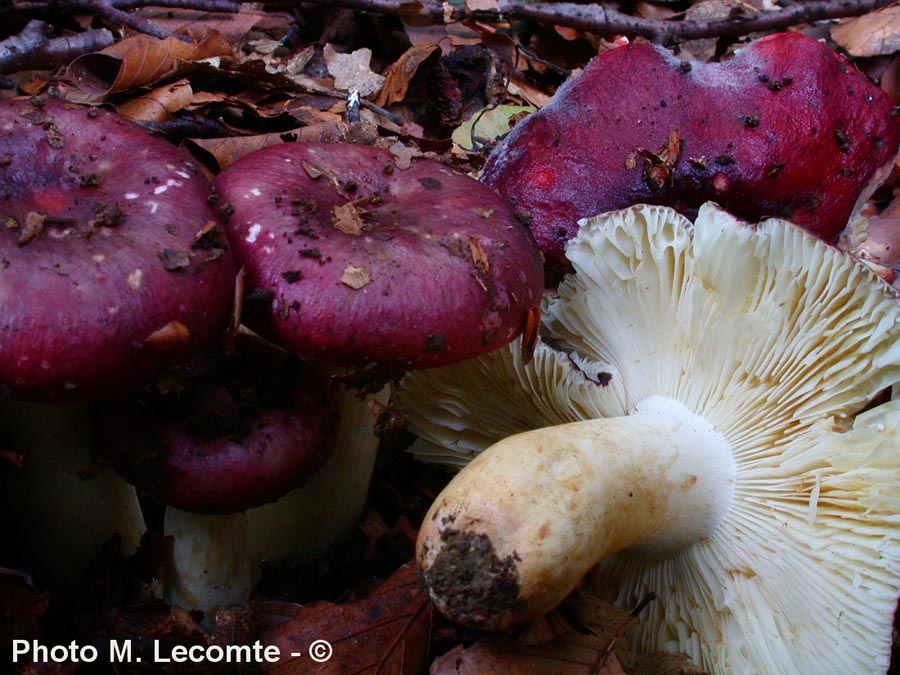 Russula artesiana