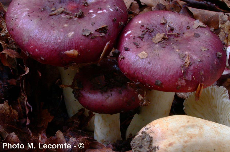 Russula artesiana