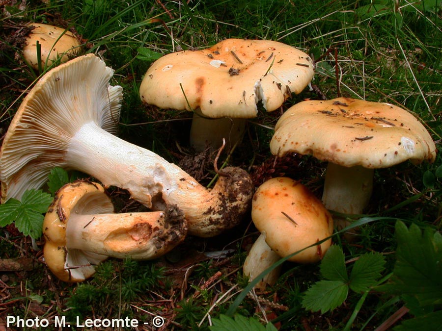 Russula artesiana