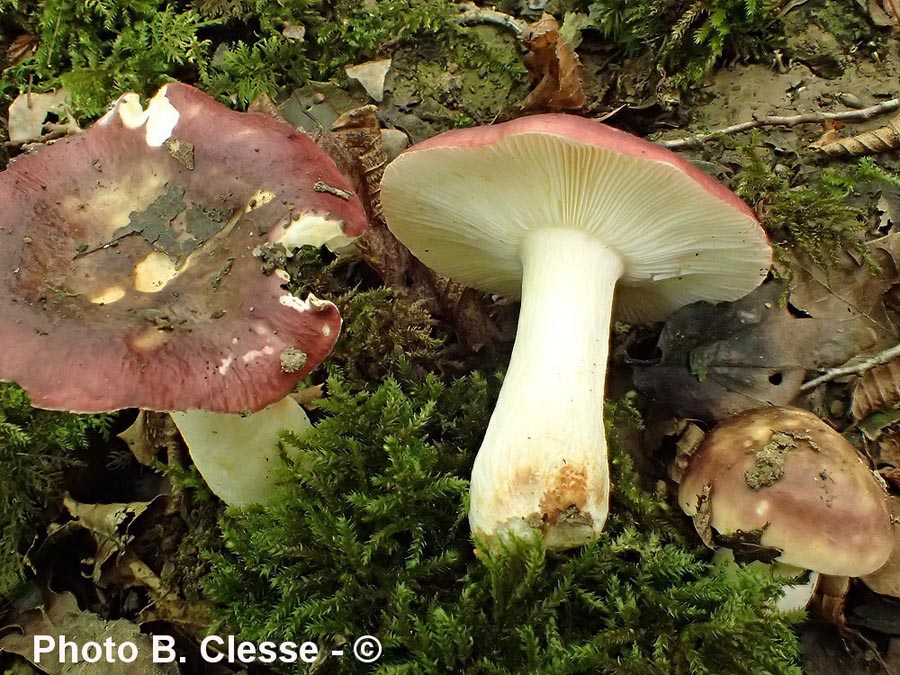 Russula atropurpurea