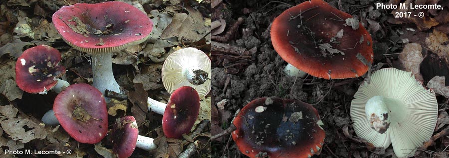 Russula atropurpurea