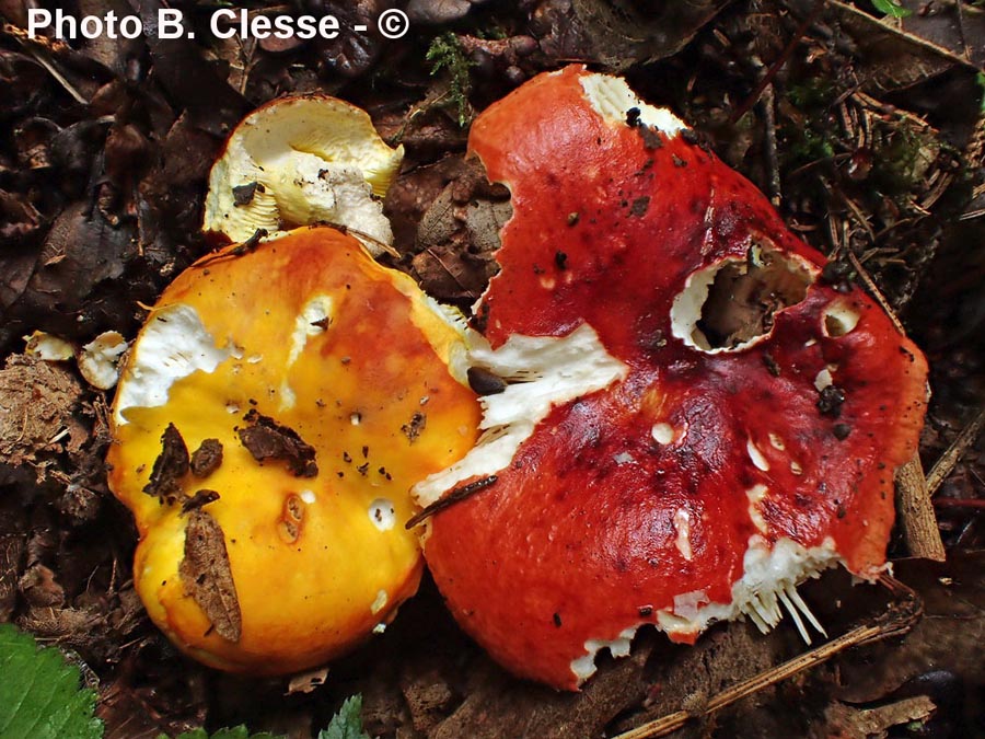 Russula aurea