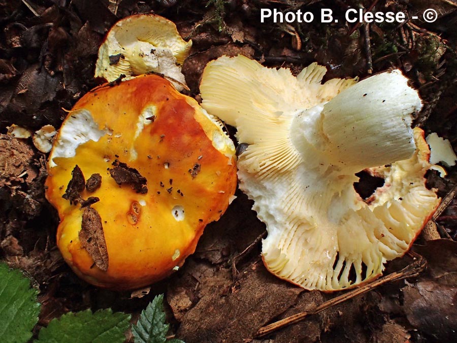 Russula aurea