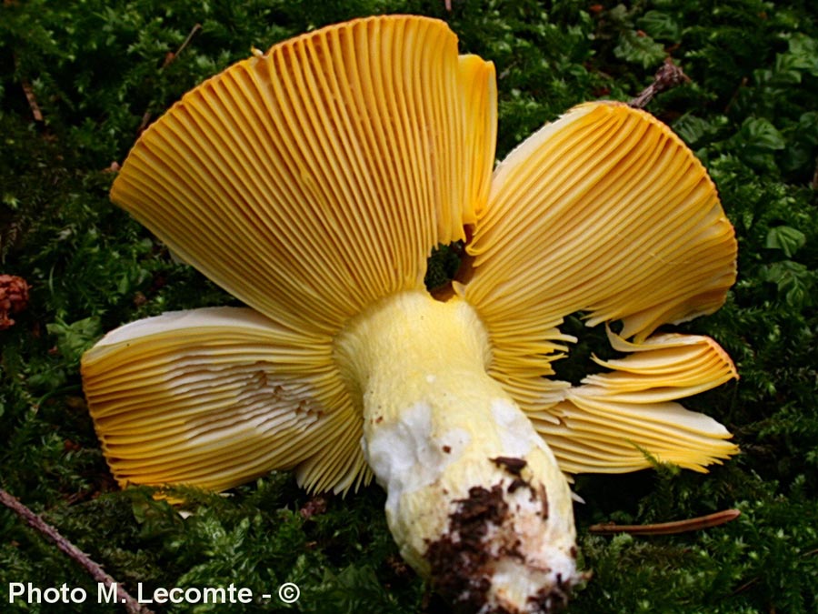 Russula aurea