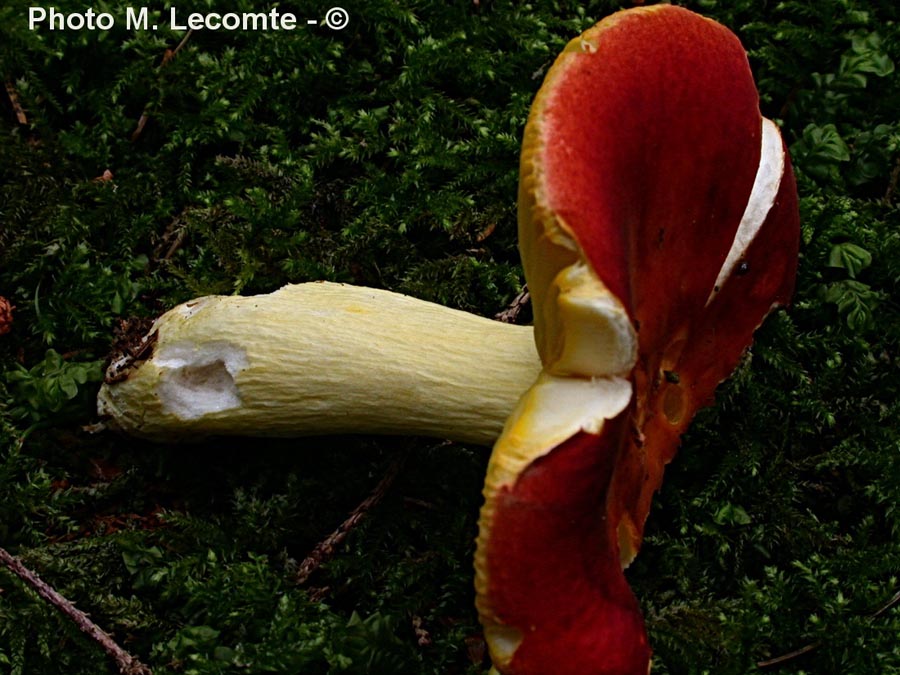 Russula aurea