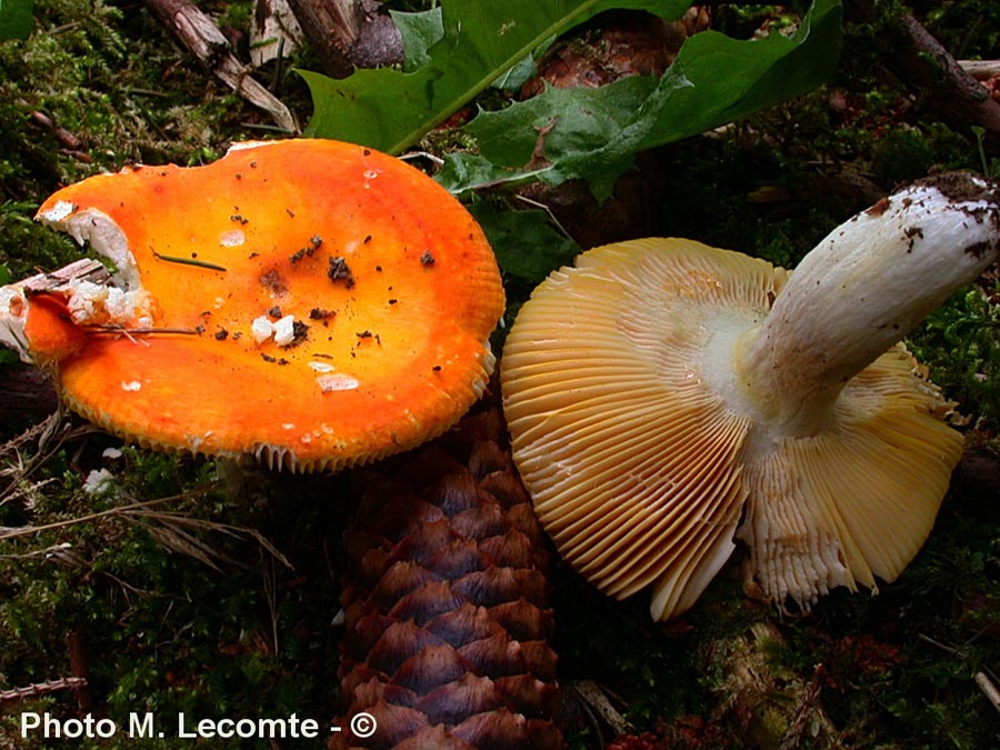 Russula aurea