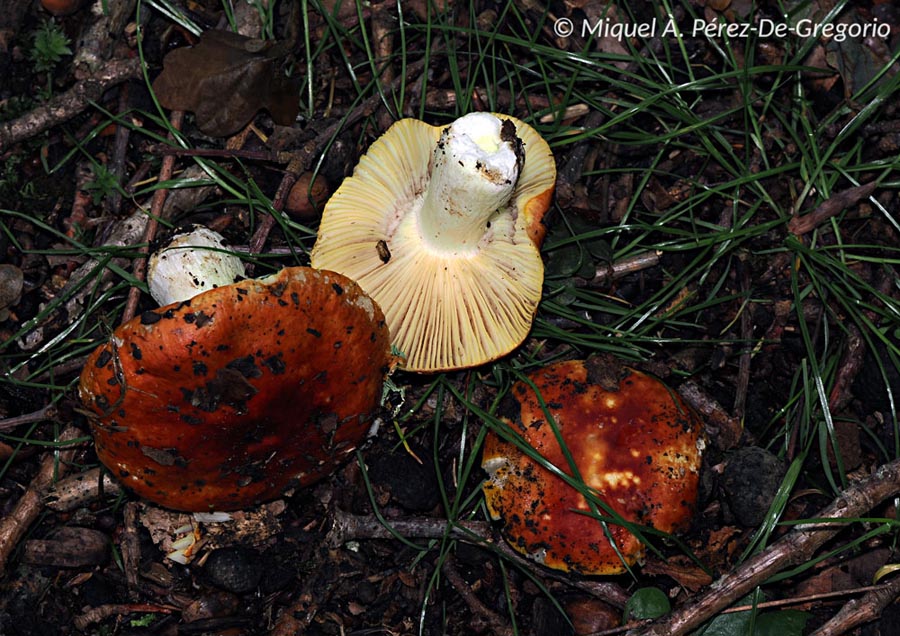 Russula aurea