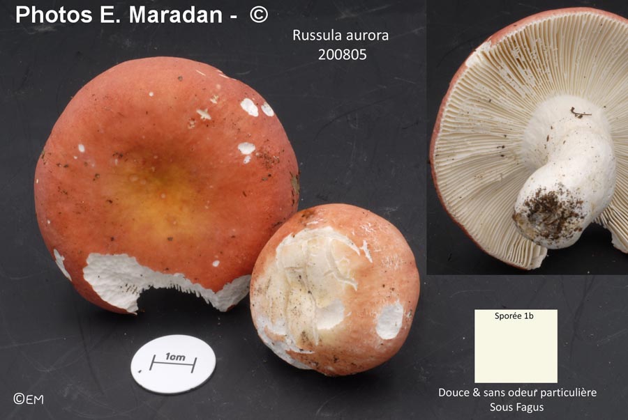 Russula aurora