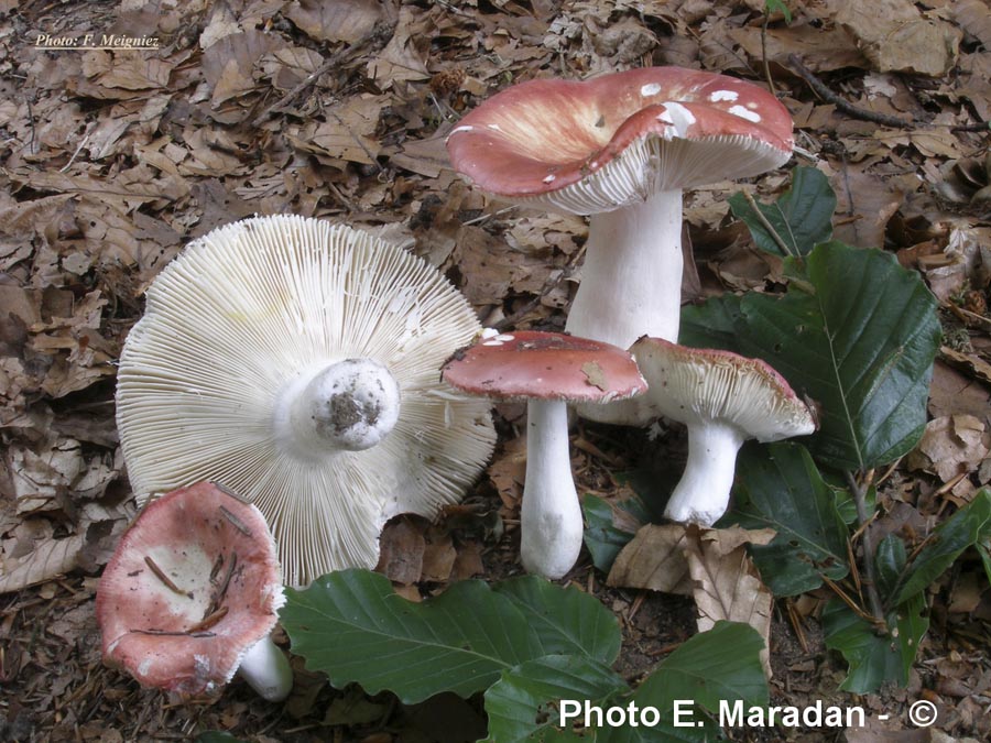 Russula aurora