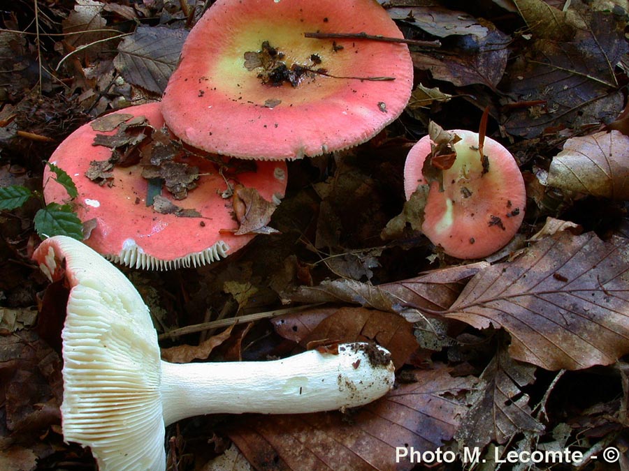 Russula aurea