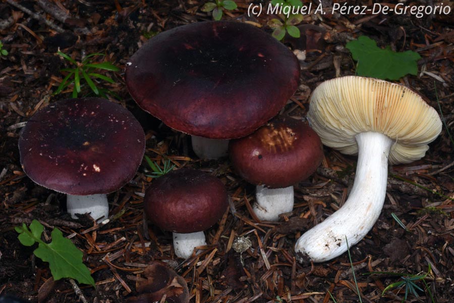 Russula badia