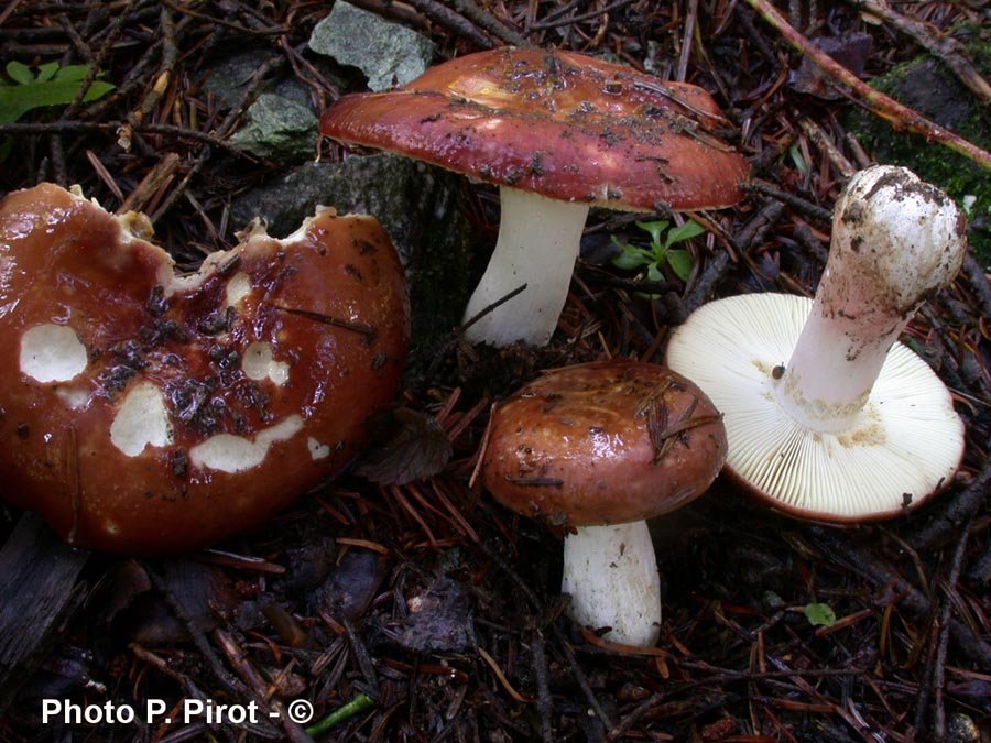 Russula badia