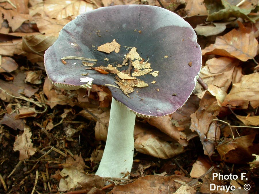 Russula brunneoviolacea