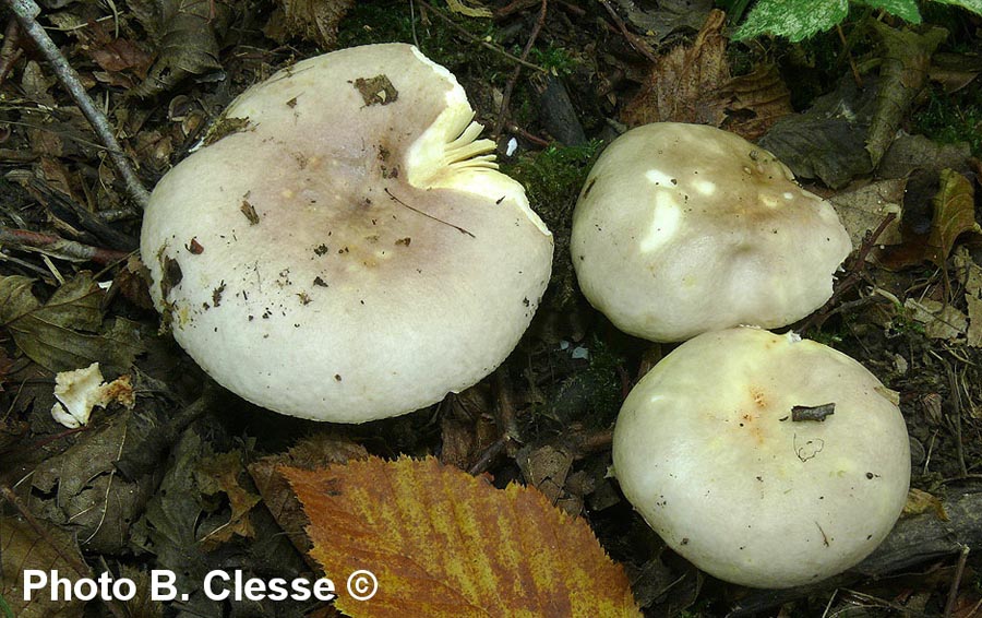 Russula carpini