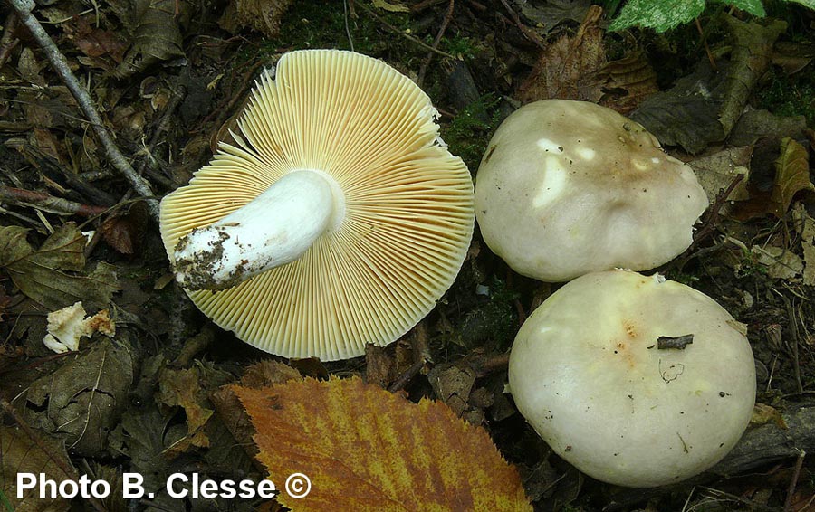 Russula carpini