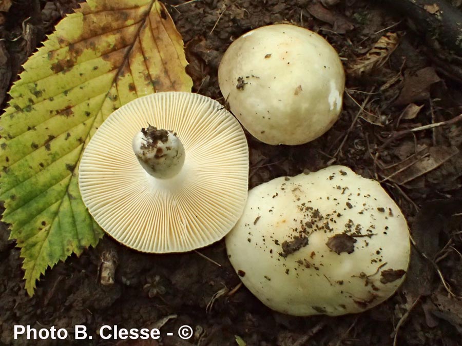 Russula carpini