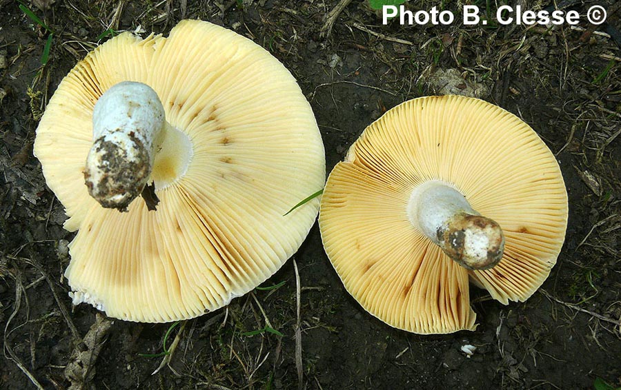 Russula carpini