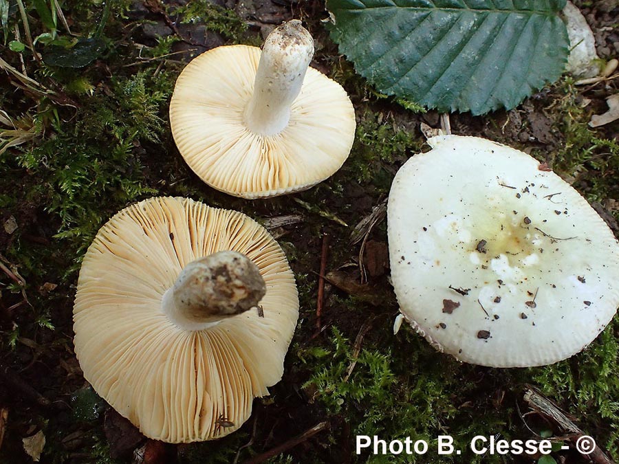 Russula carpini