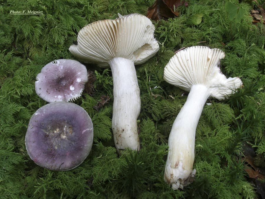 Russula cavipes