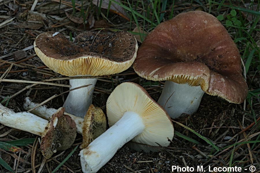 Russula cessans