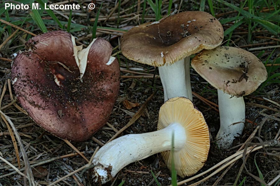 Russula cessans