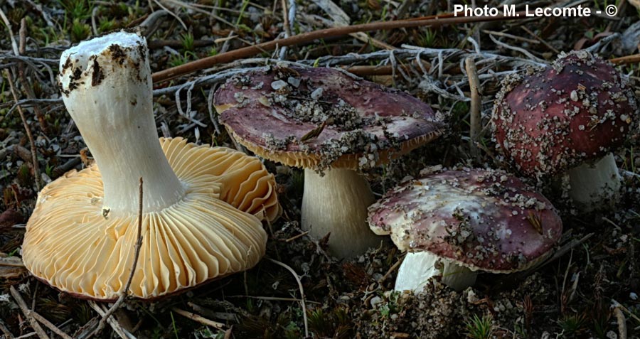 Russula cessans