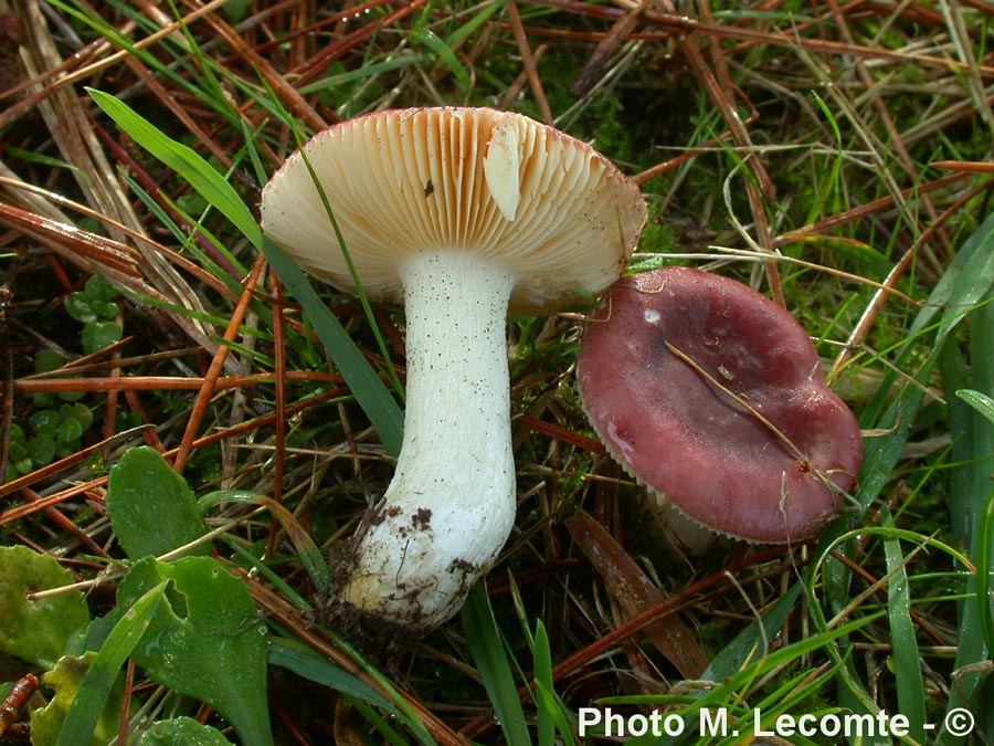 Russula cessans