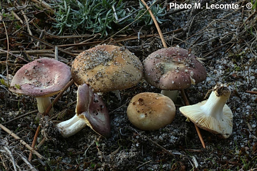 Russula cessans