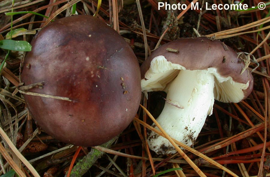 Russula cessans