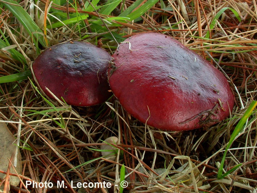 Russula cessans