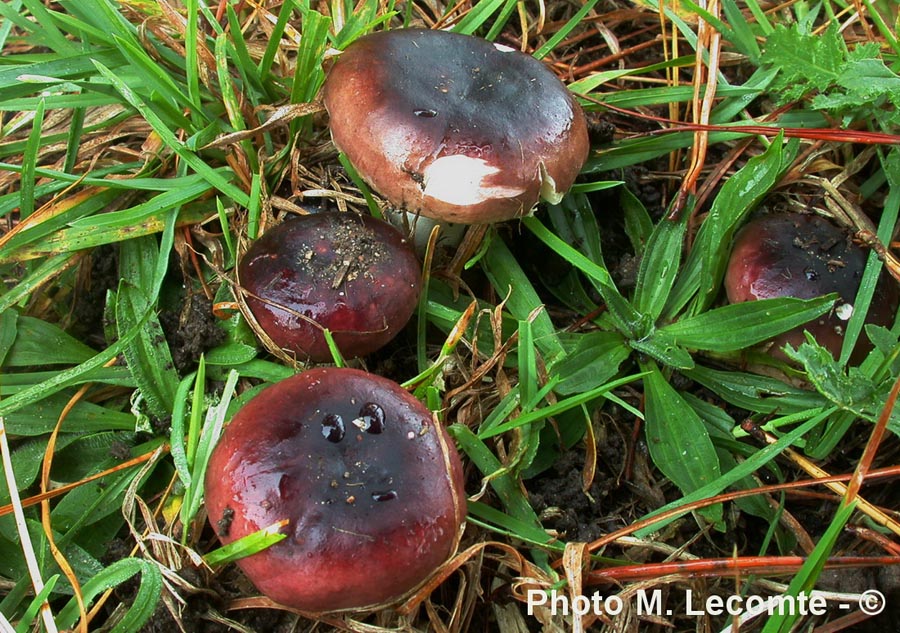 Russula cessans