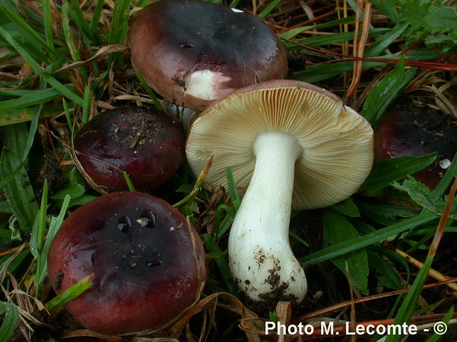 Russula cessans