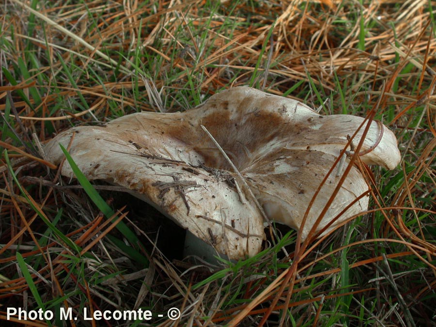 Russula chloroides var. trachyspora