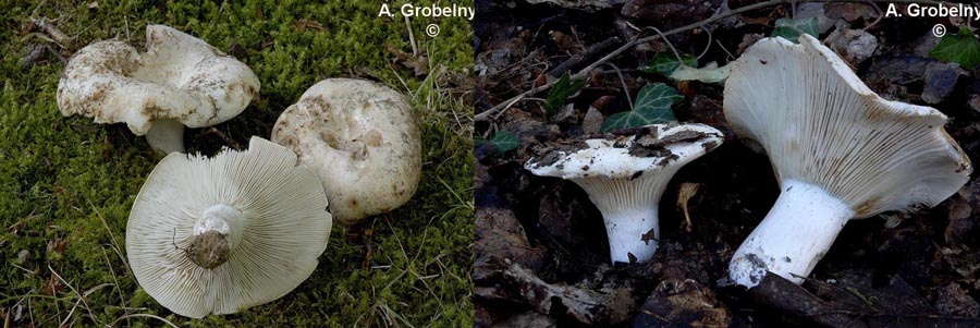 Russula chloroides