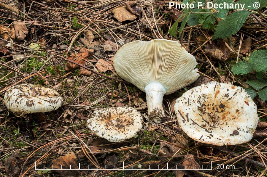 Russula chloroides