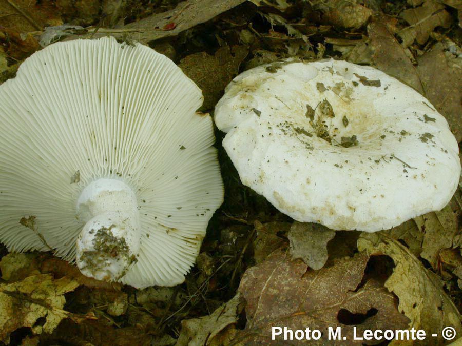 Russula chloroides