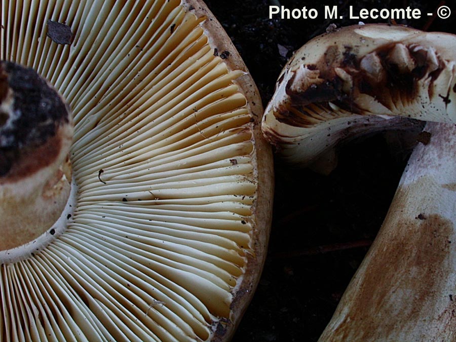 Russula cicatricata var. fusca