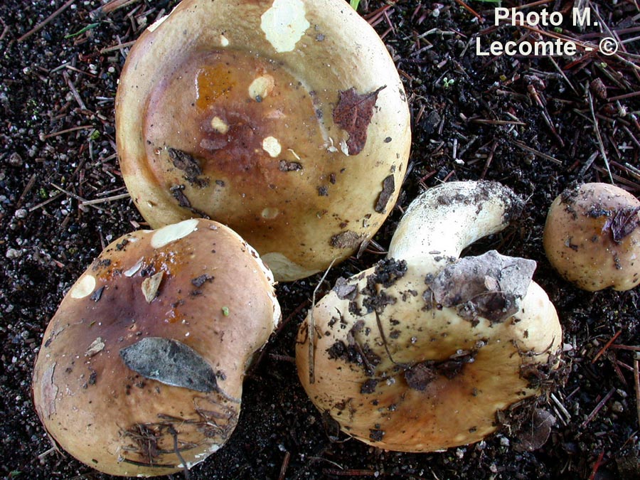 Russula cicatricata var. fusca